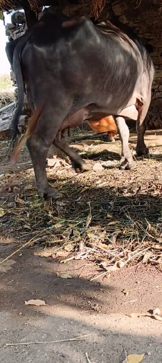 ભેંસ વેચવાની છે