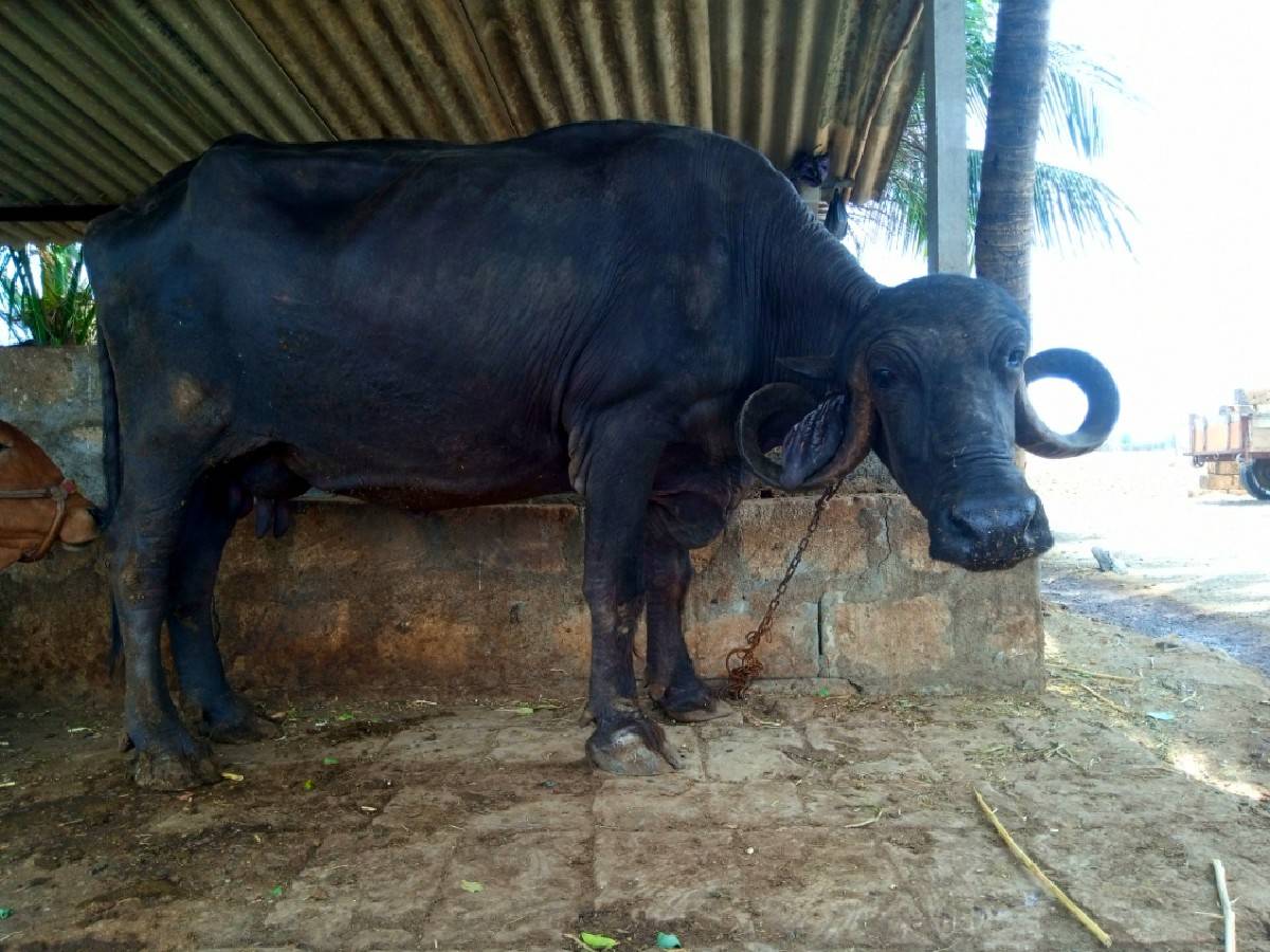 ભેંસ વેચવાની છે