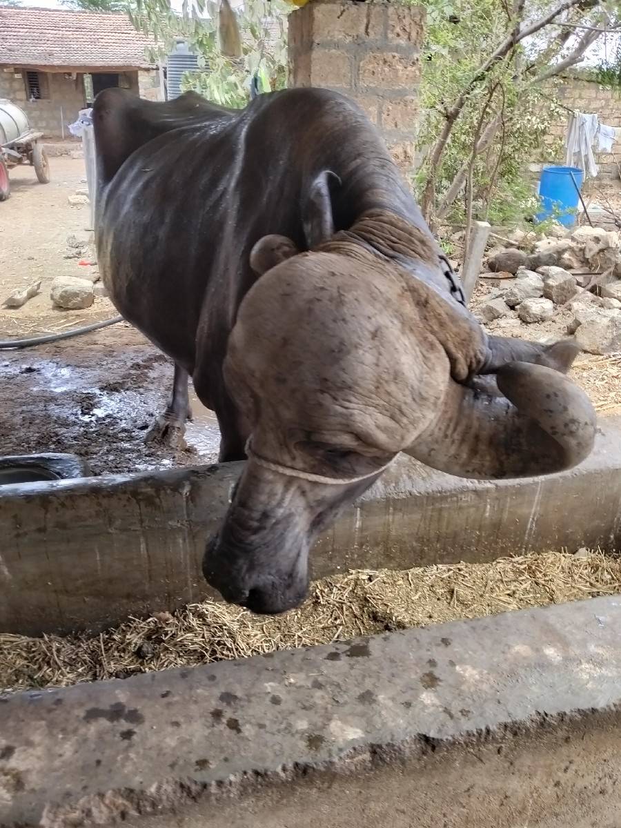 ભેસ વેચવાની છે