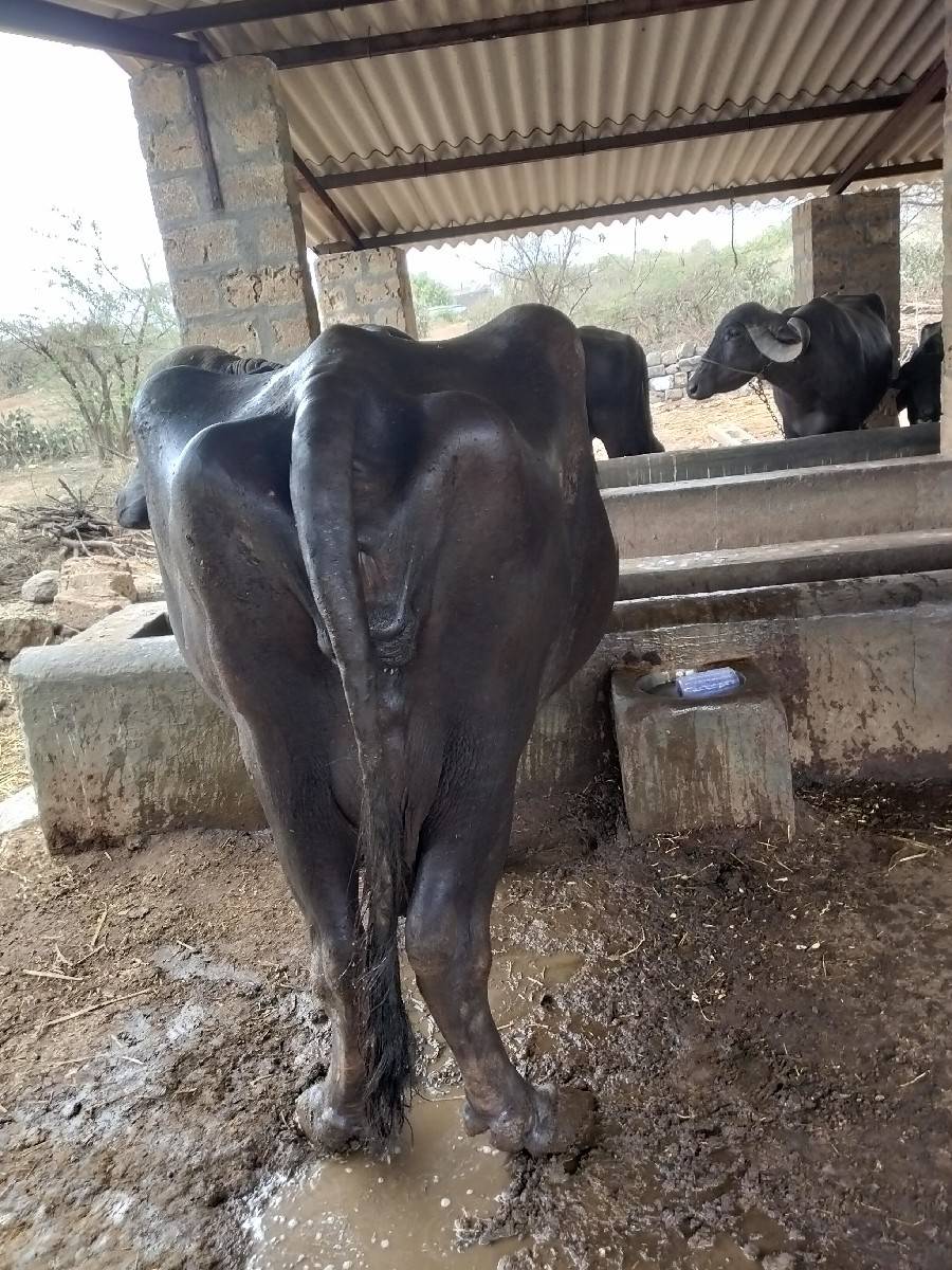 ભેસ વેચવાની છે