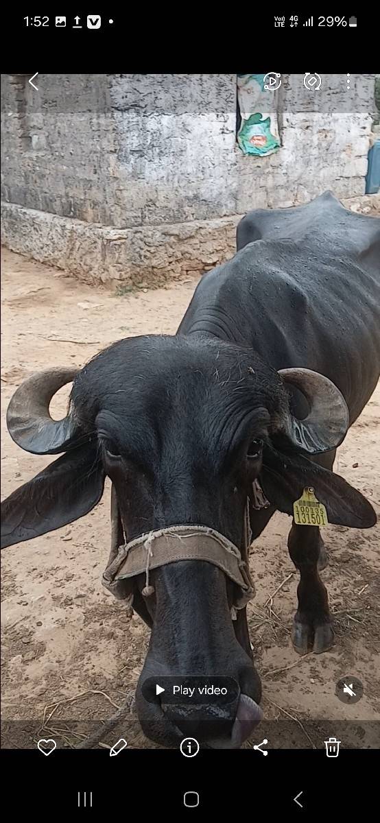 ખળેલી વેચવાની છે