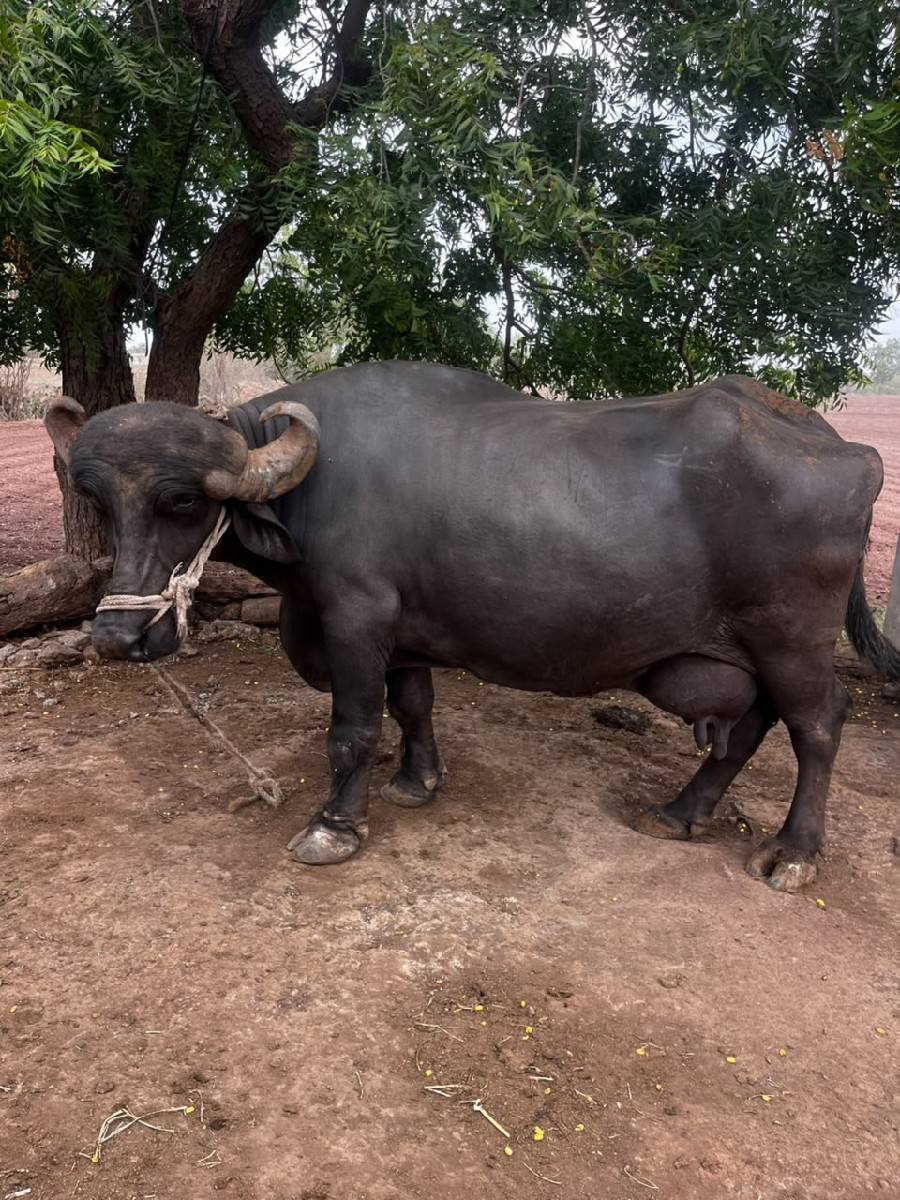 ભેંસ વેચવાની છે