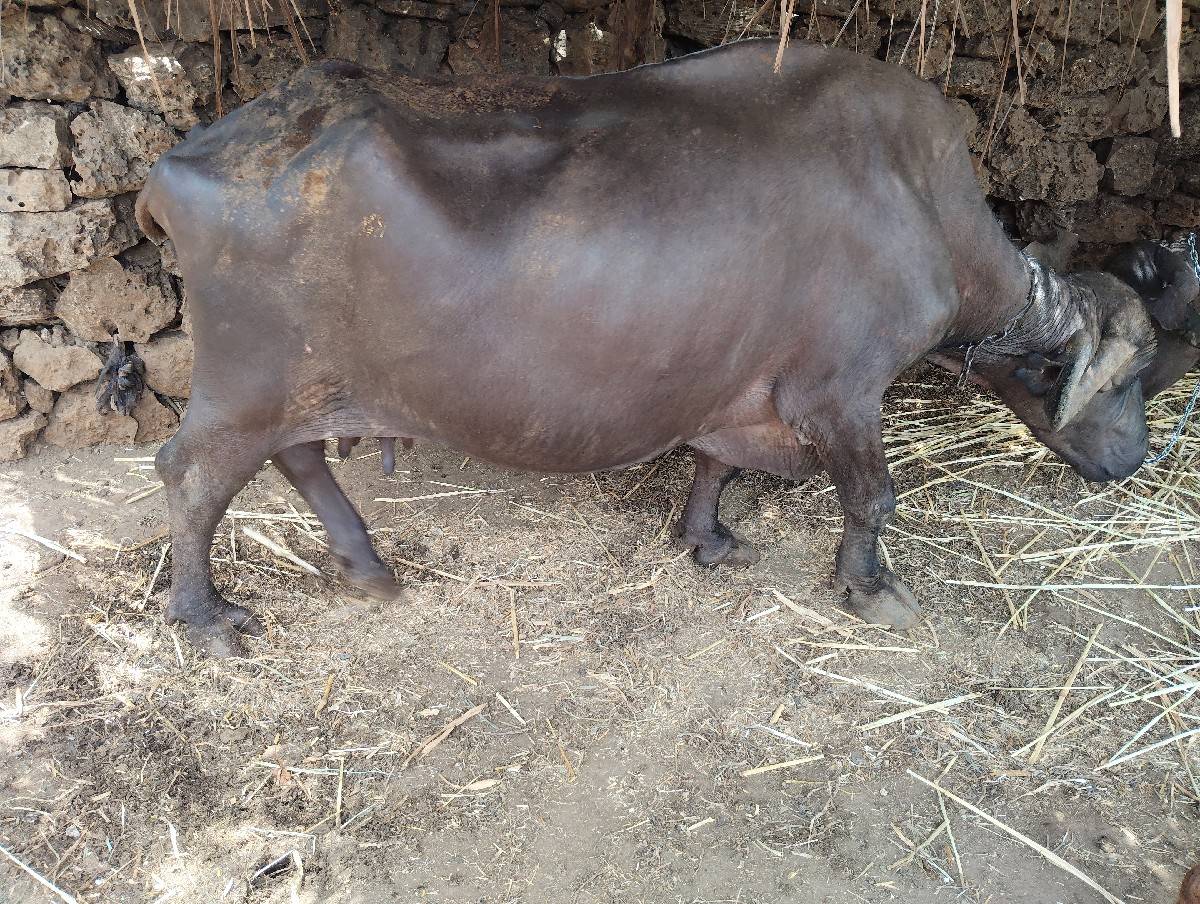 ભેંસ વેચવાની છે
