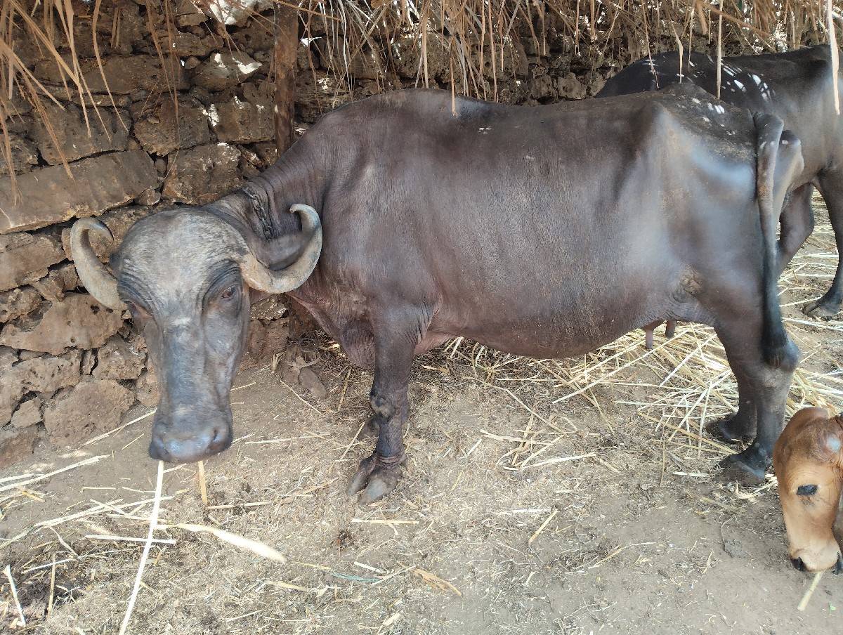 ભેંસ વેચવાની છે