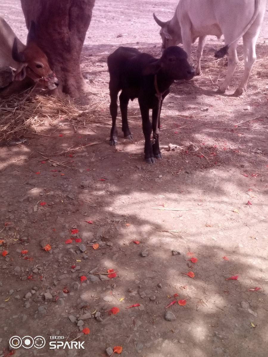 વેચવાનુછે