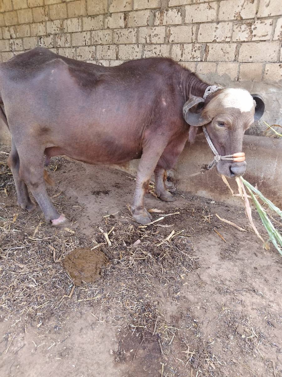 ભેંસ વેચવાની છે