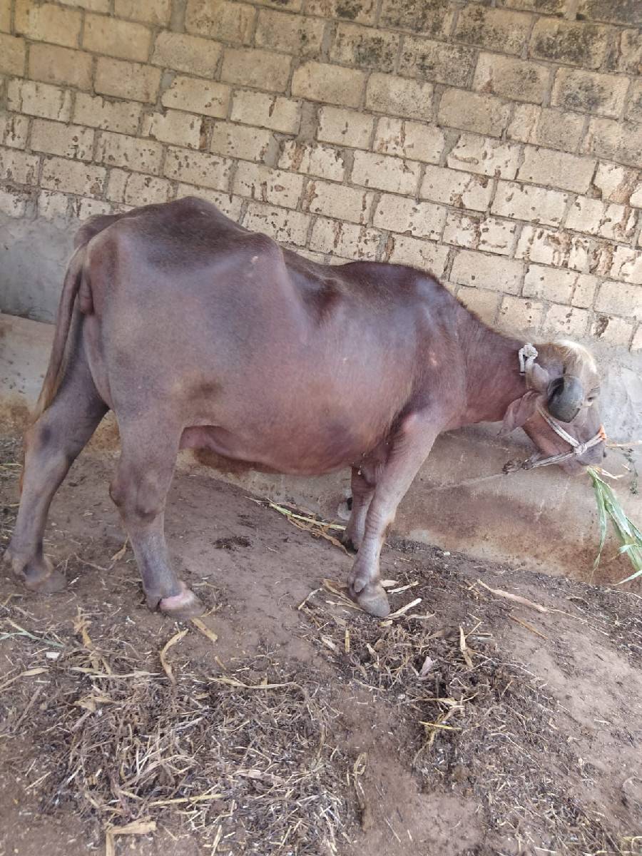 ભેંસ વેચવાની છે