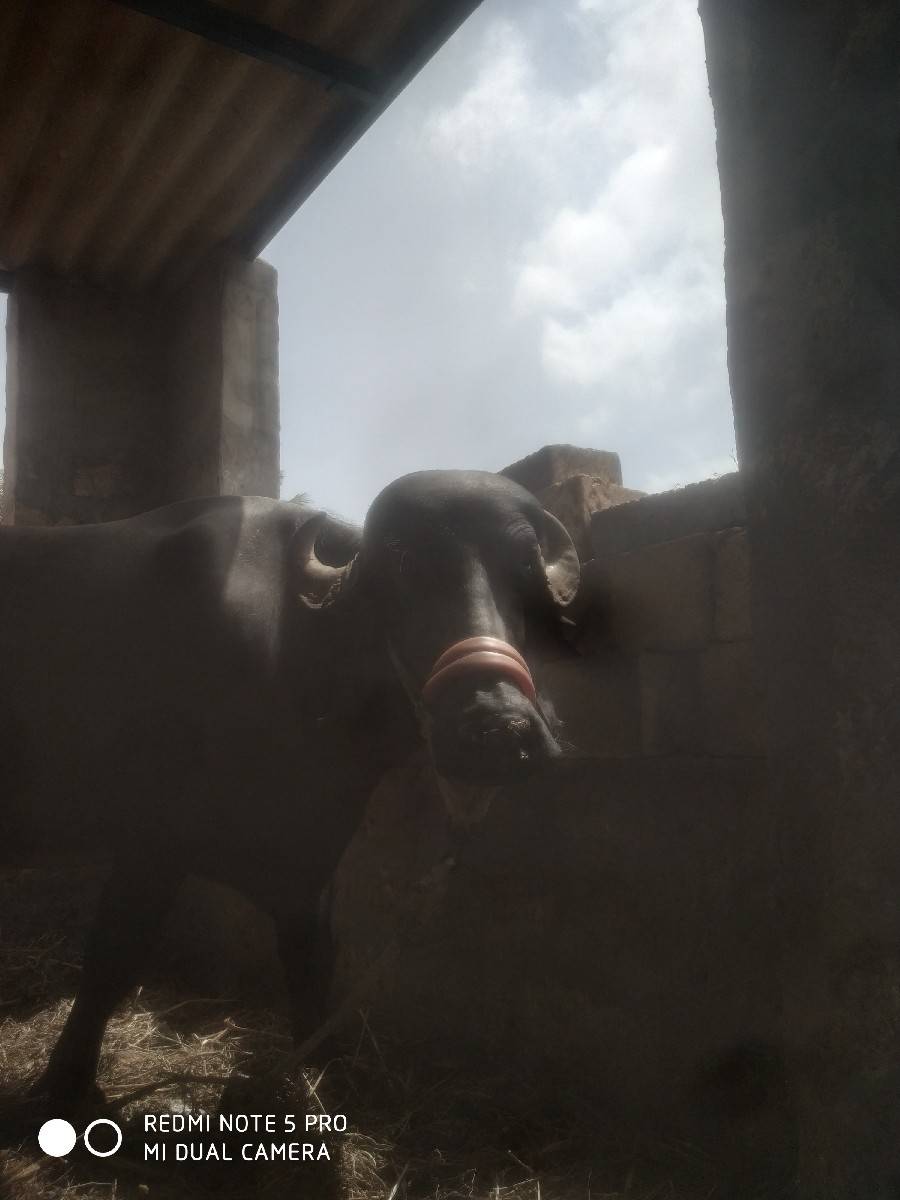 ટોપ ખડેલી વેચવાની છે