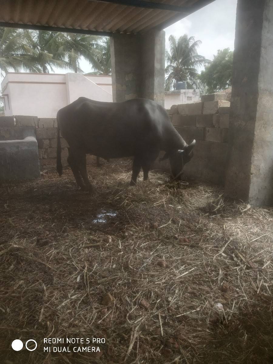 ટોપ ખડેલી વેચવાની છે