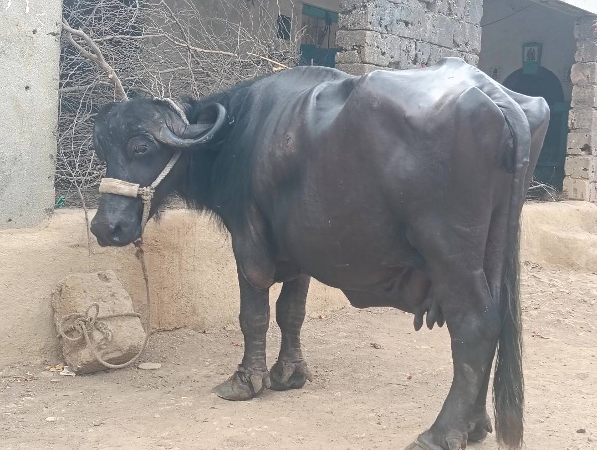 ભેંસ વેચવાની છે