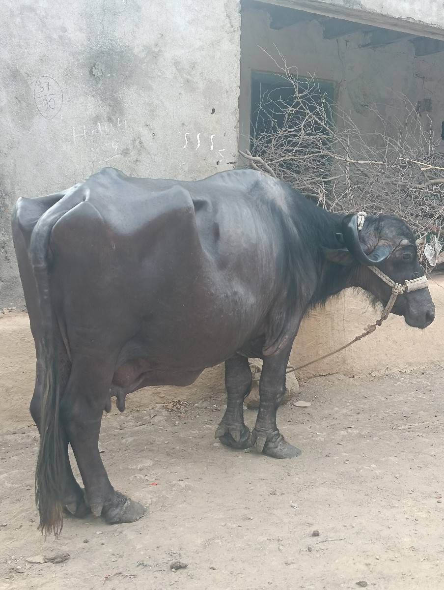 ભેંસ વેચવાની છે