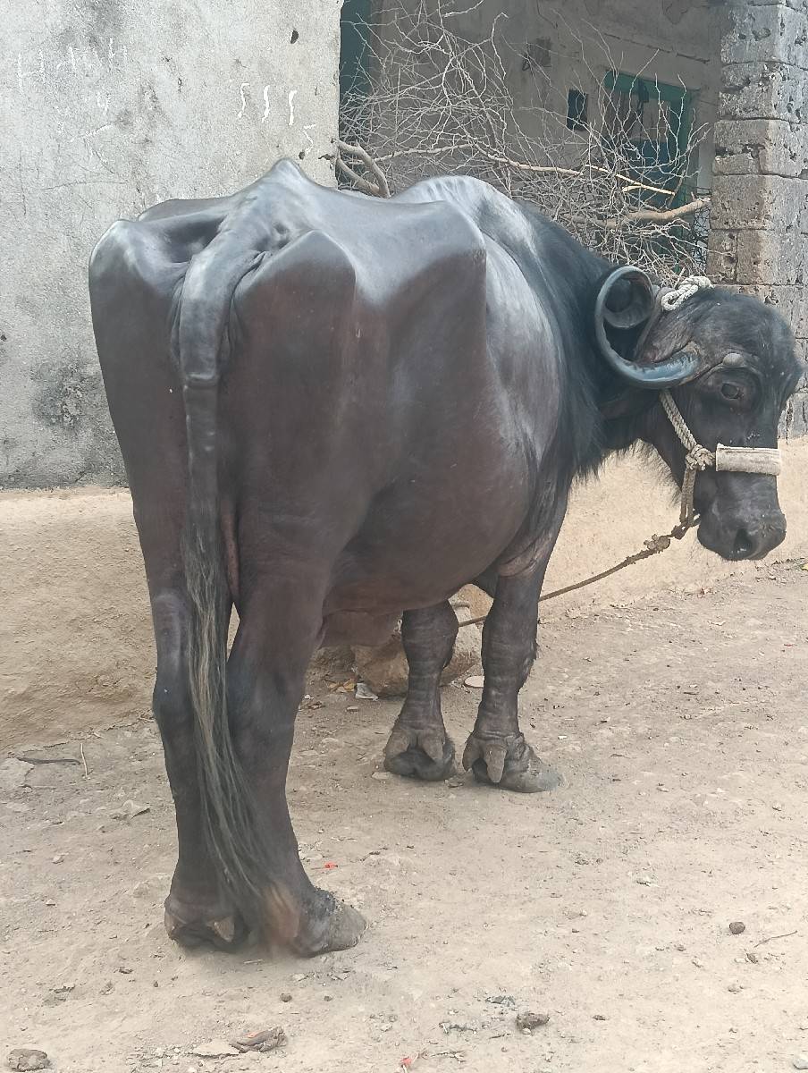 ભેંસ વેચવાની છે