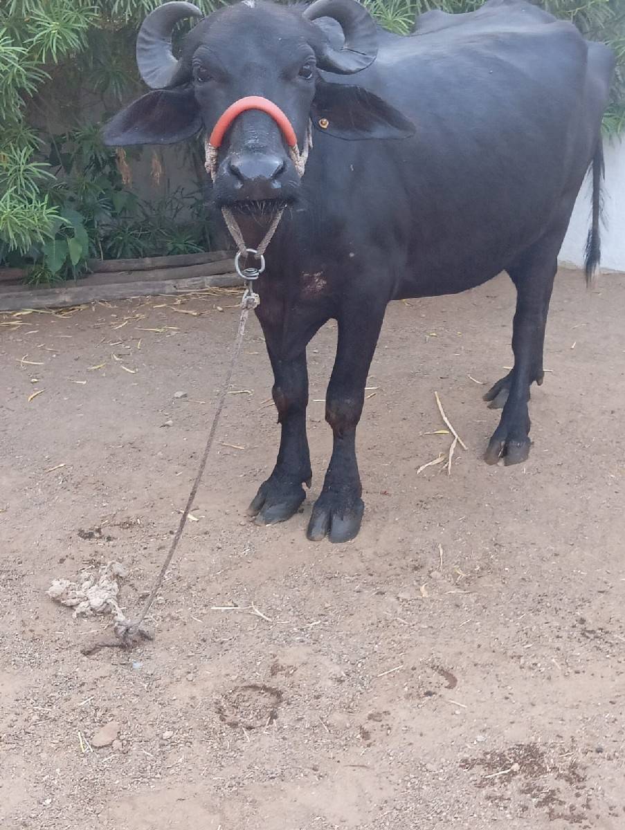 ભેંસો વેચવાની
