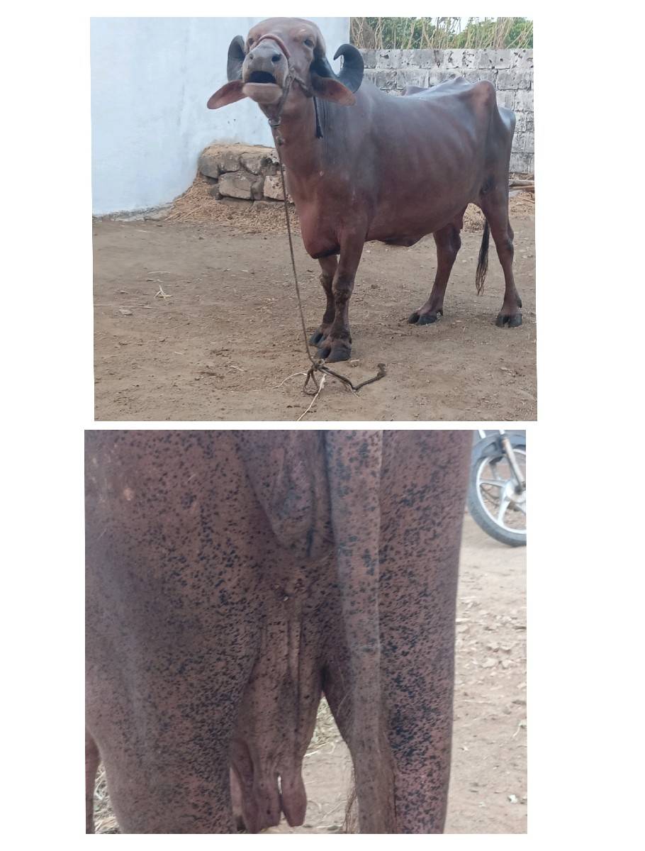 ભેંસો વેચવાની
