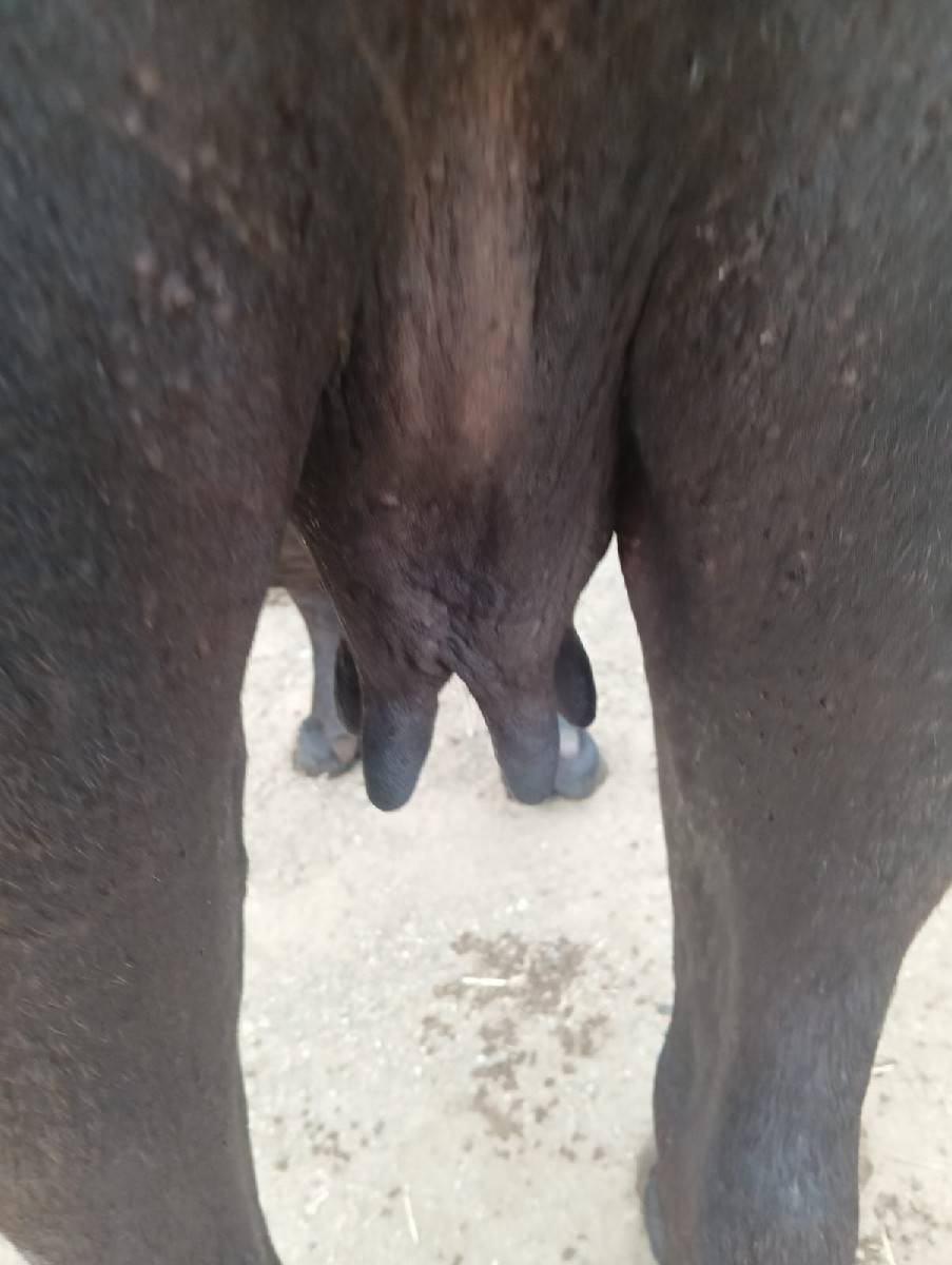 ભેંસો વેચવાની