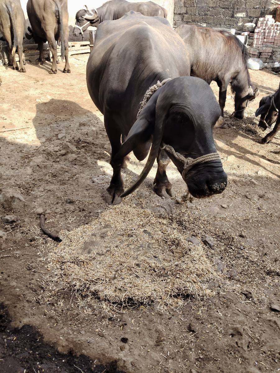 ભેંસ વેચવાની છે