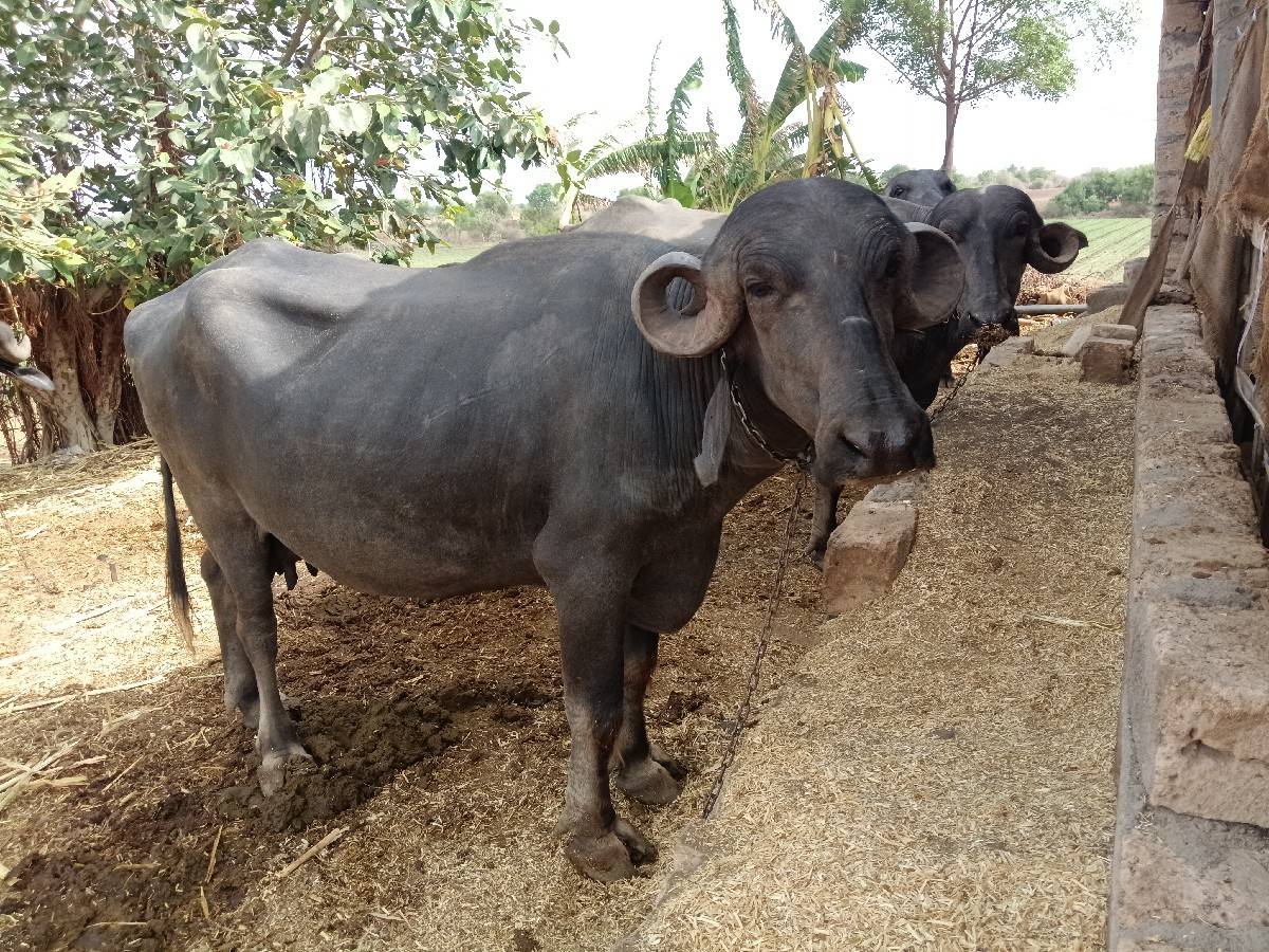 ભેંસ વેચવાની છે