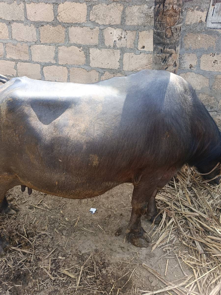 ભેંસ વેચવાની છે