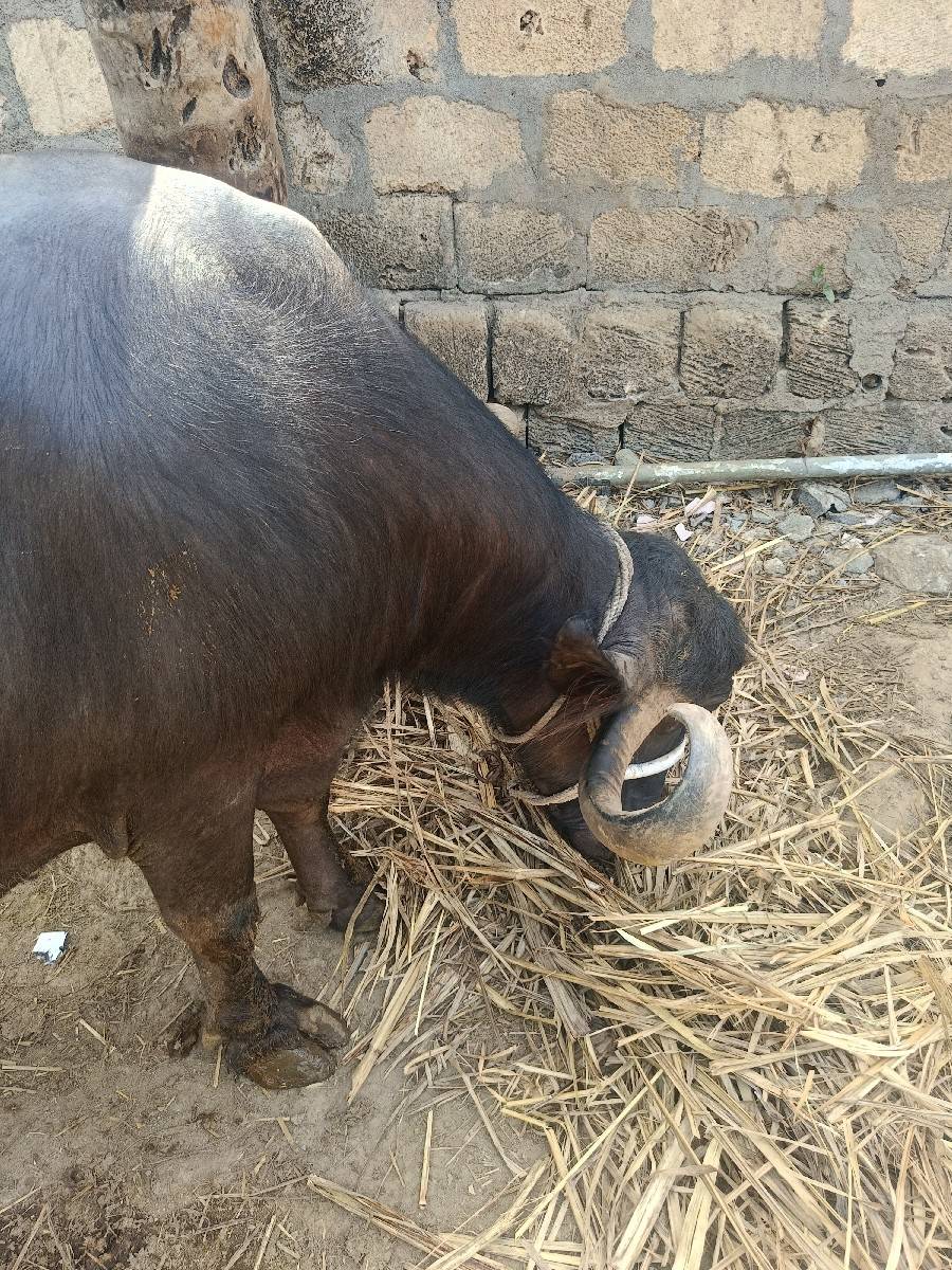 ભેંસ વેચવાની છે