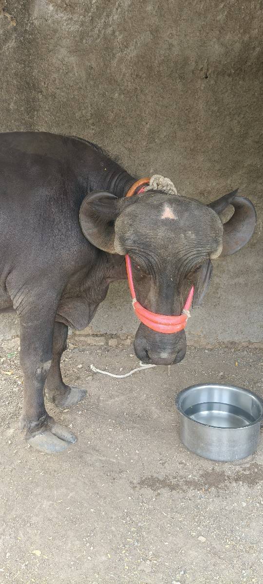 પેલા વેતરમાં ખડાય વેચવાની છે