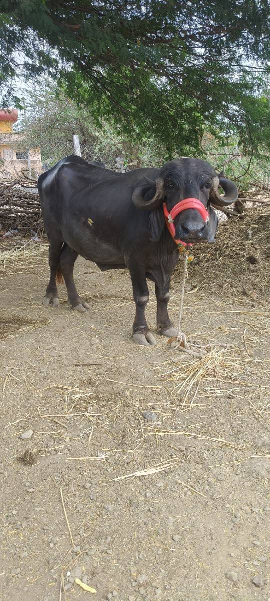પેલા વેતરમાં ખડાય વેચવાની છે