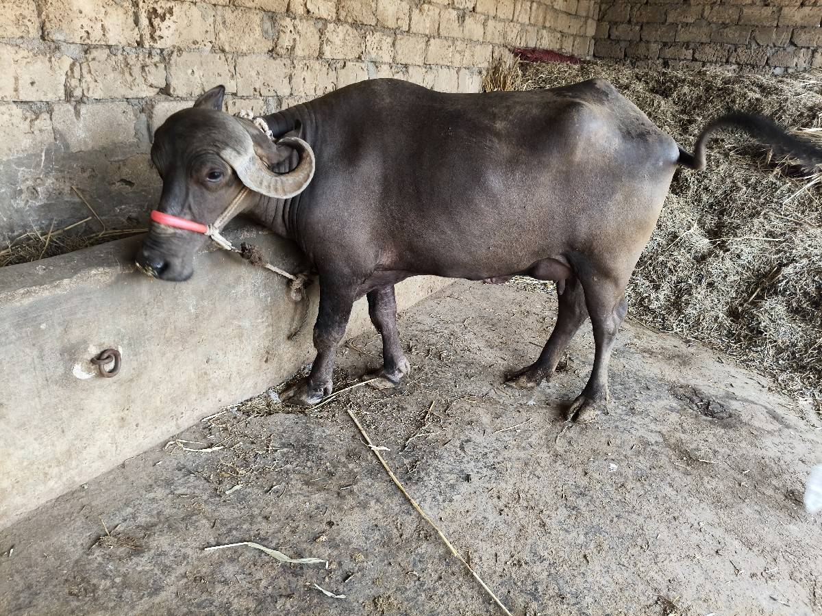 પાંચ પાંચ લીટર દૂધ પહેલવેતરી ખોડેલ