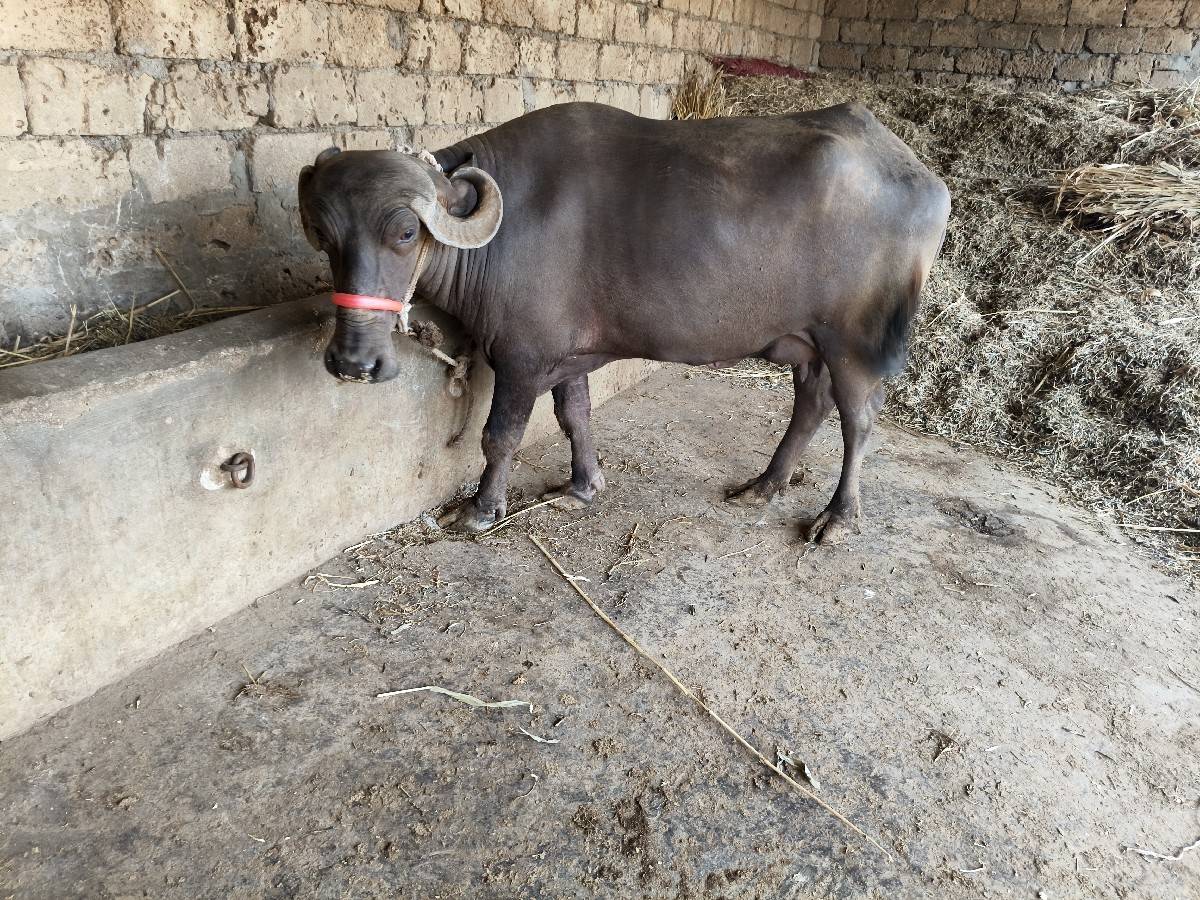 પાંચ પાંચ લીટર દૂધ પહેલવેતરી ખોડેલ
