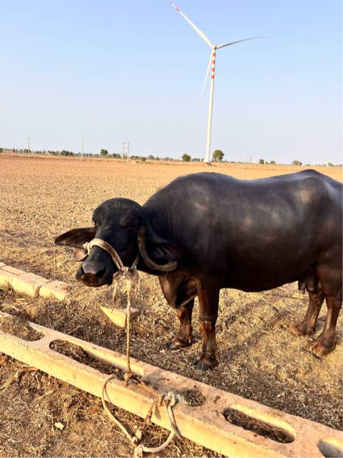 બે ભેંસ વેચવાની છે