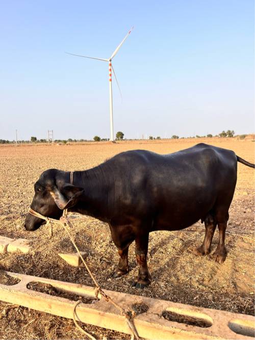 બે ભેંસ વેચવાની છે