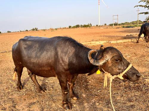 બે ભેંસ વેચવાની છે