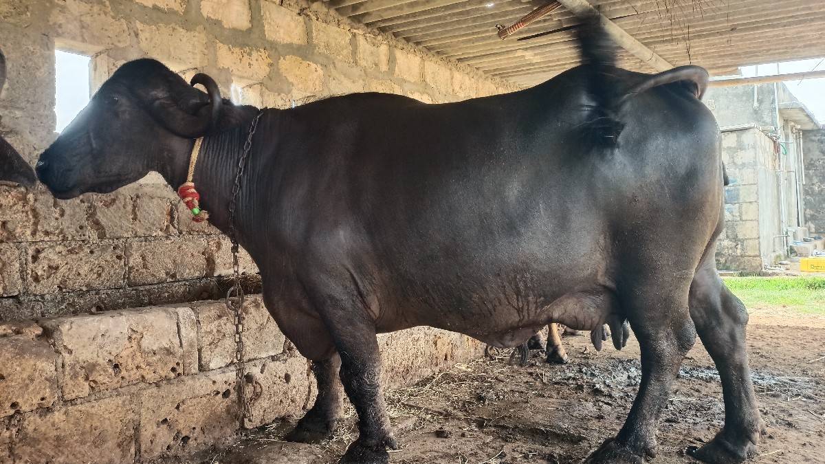 ભેંસ વેચવાની છે