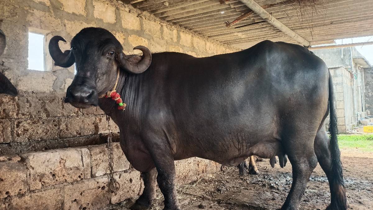 ભેંસ વેચવાની છે