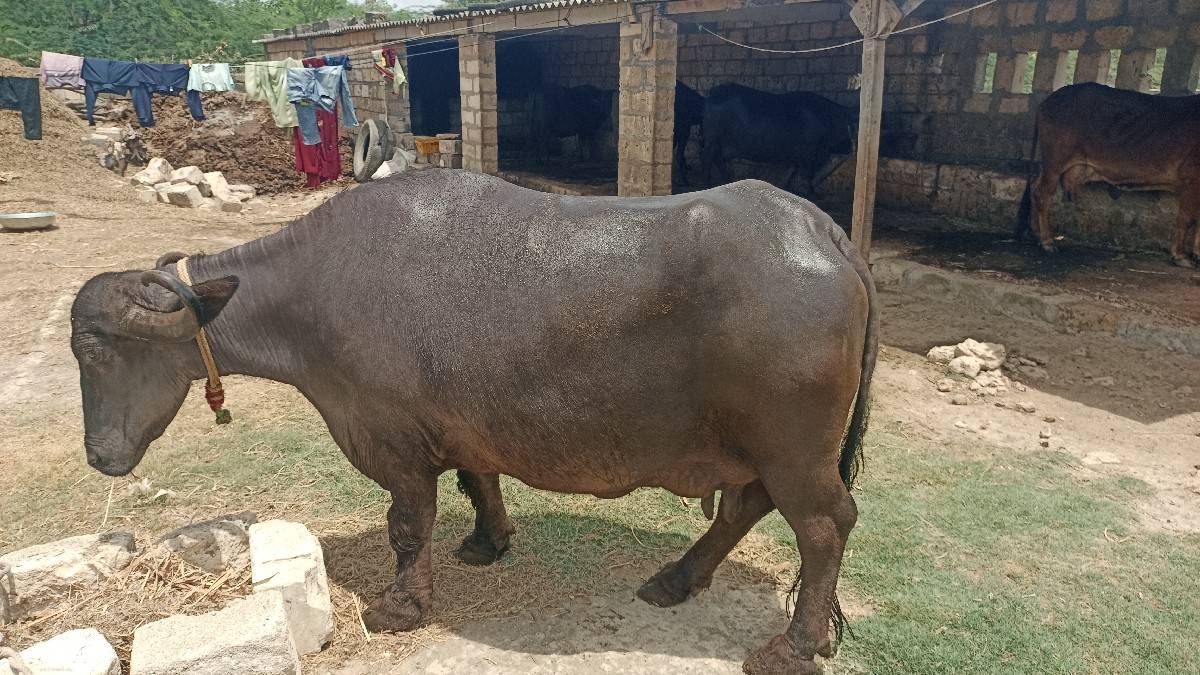 ભેંસ વેચવાની છે