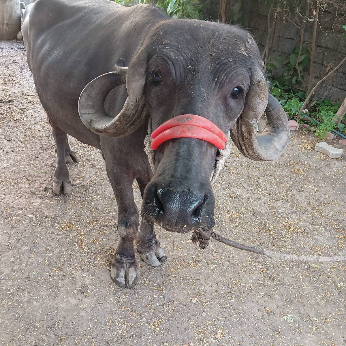 ખળેલી વેચવાની છે