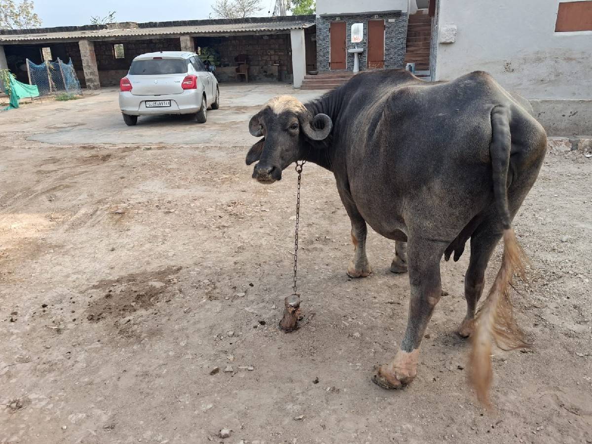 ખળેલી વેચવાની છે