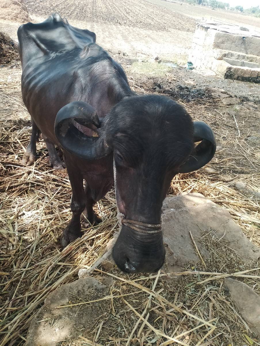 બિજા  વેતર નિ  ઠગાઇ વેસવા નિ છે