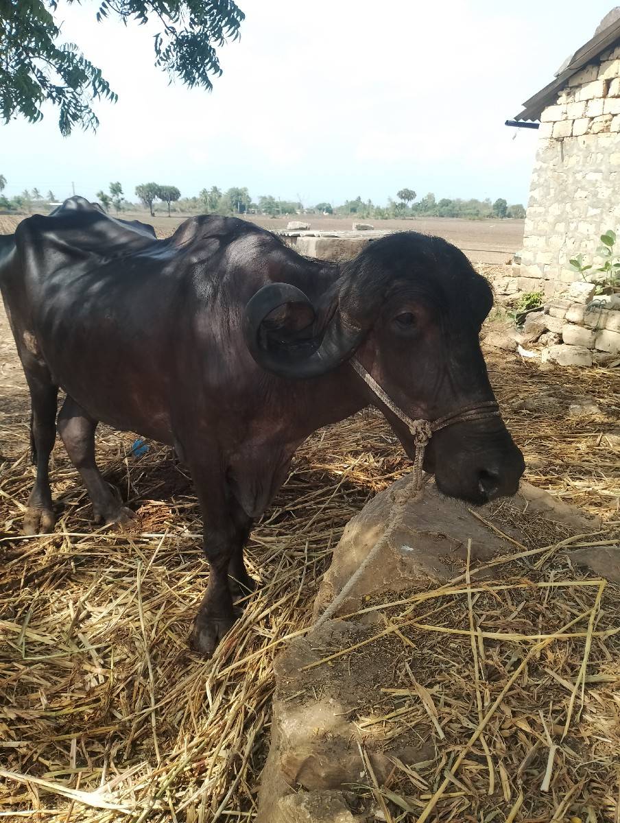 બિજા  વેતર નિ  ઠગાઇ વેસવા નિ છે
