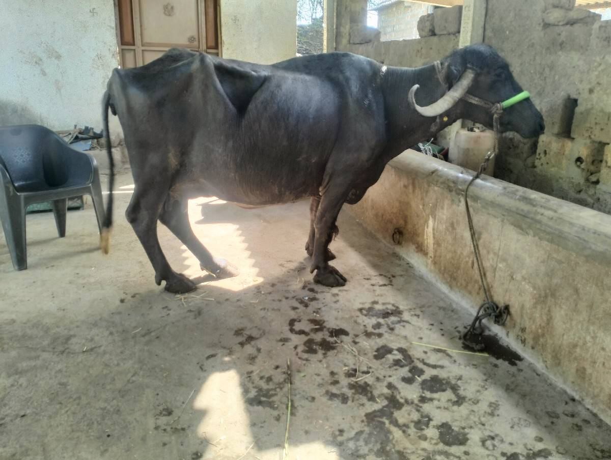 ભેંસ વેચવાની છે
