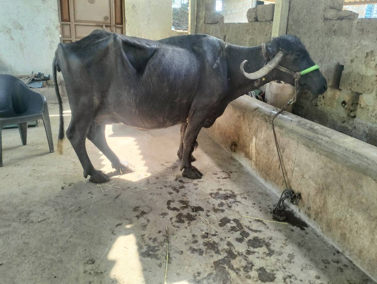 ભેંસ વેચવાની છે