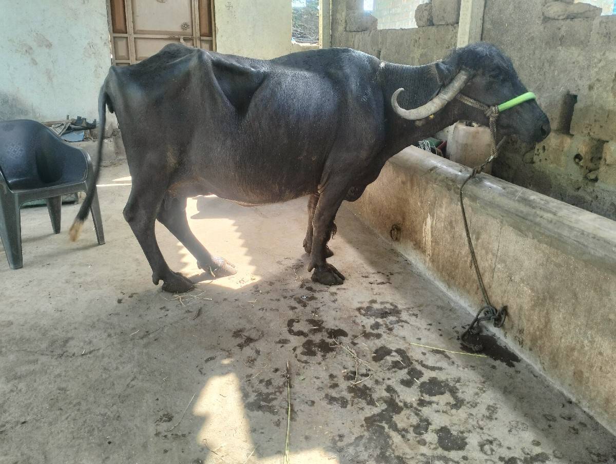 ભેંસ વેચવાની છે
