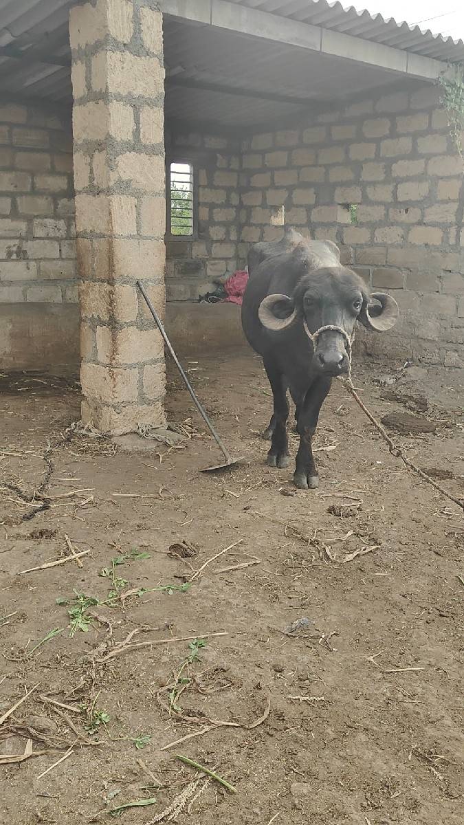 બીજું વેતર
