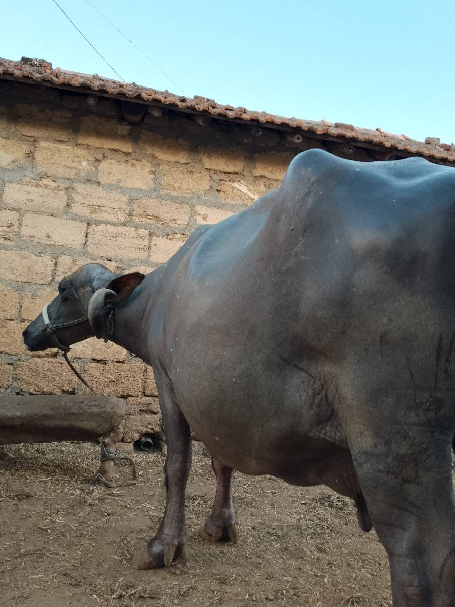 બે વેતર વિહાણી