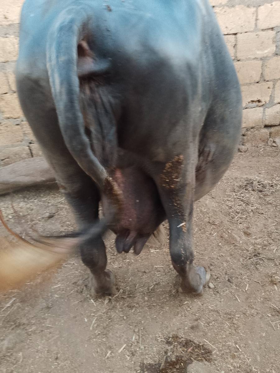 બે વેતર વિહાણી