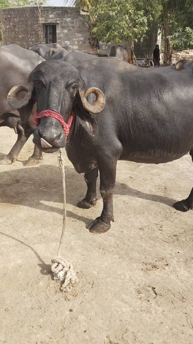 ભેંસ વેચવાની છે