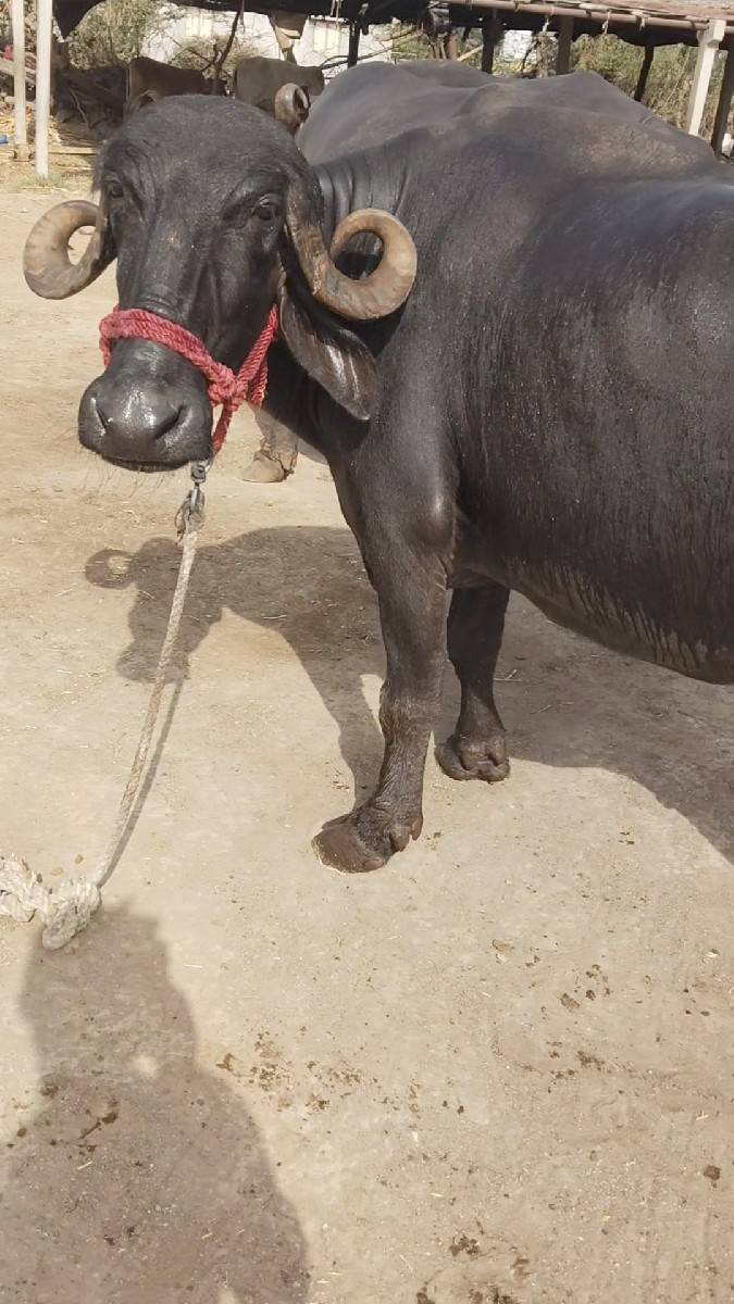 ભેંસ વેચવાની છે