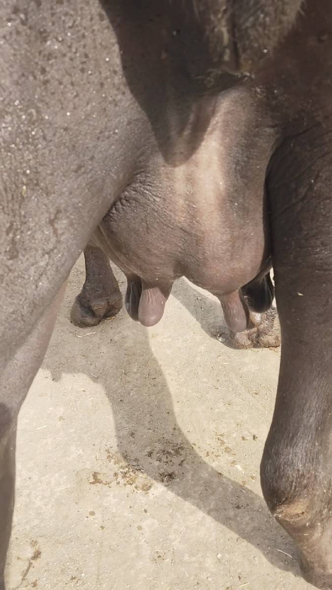 ભેંસ વેચવાની છે