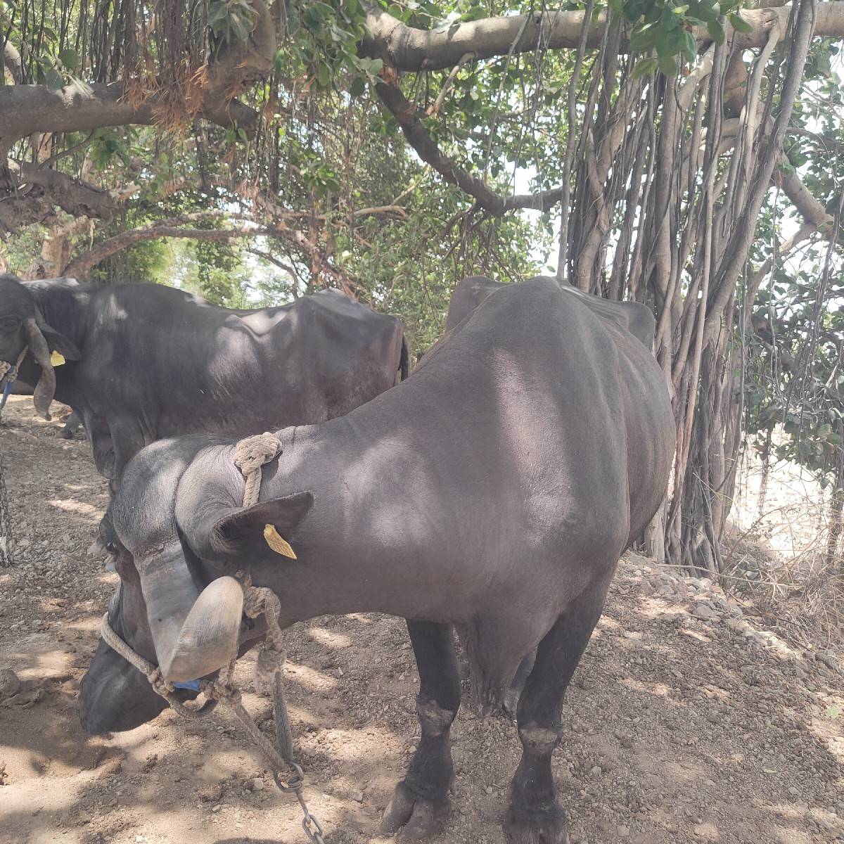 2વેતર