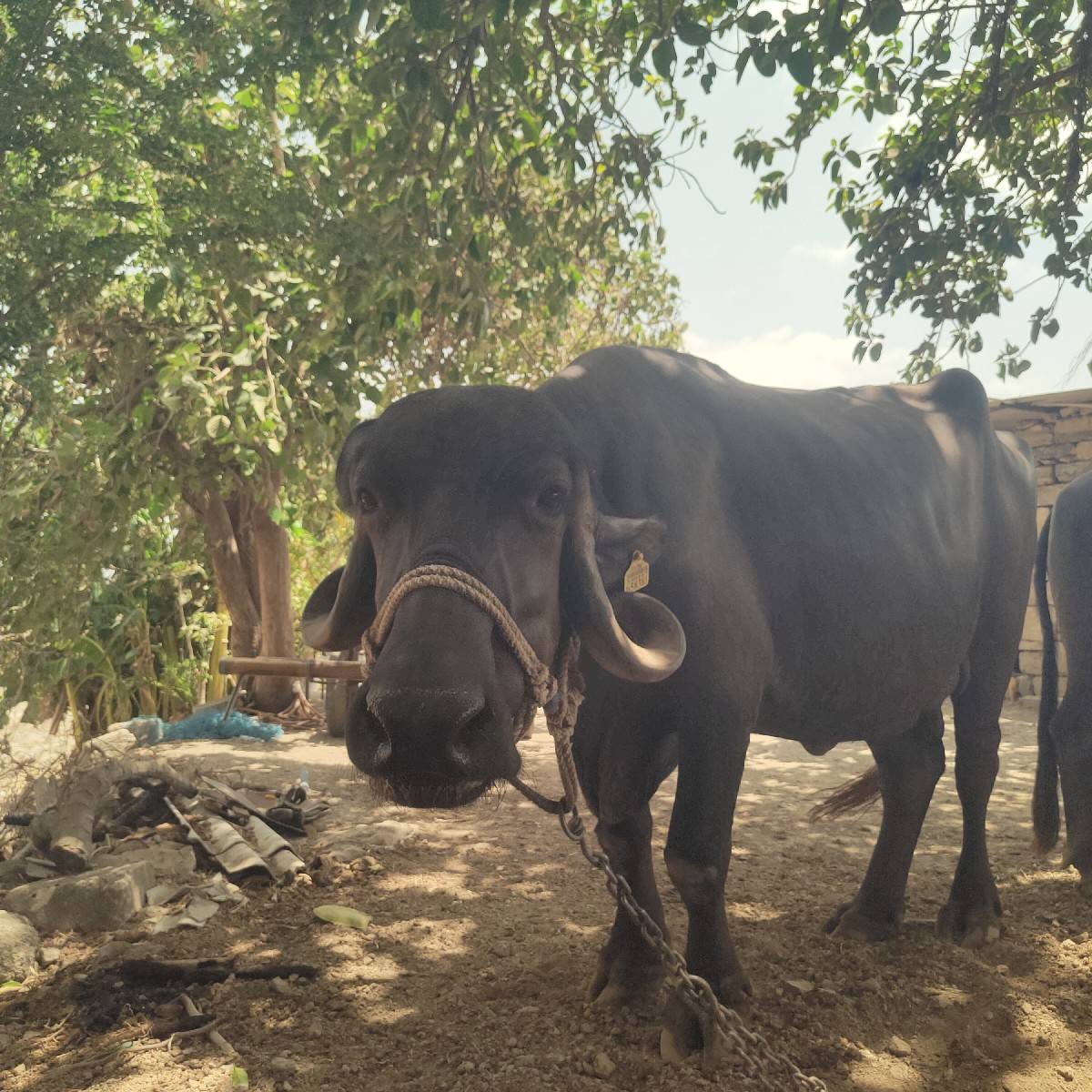 2વેતર