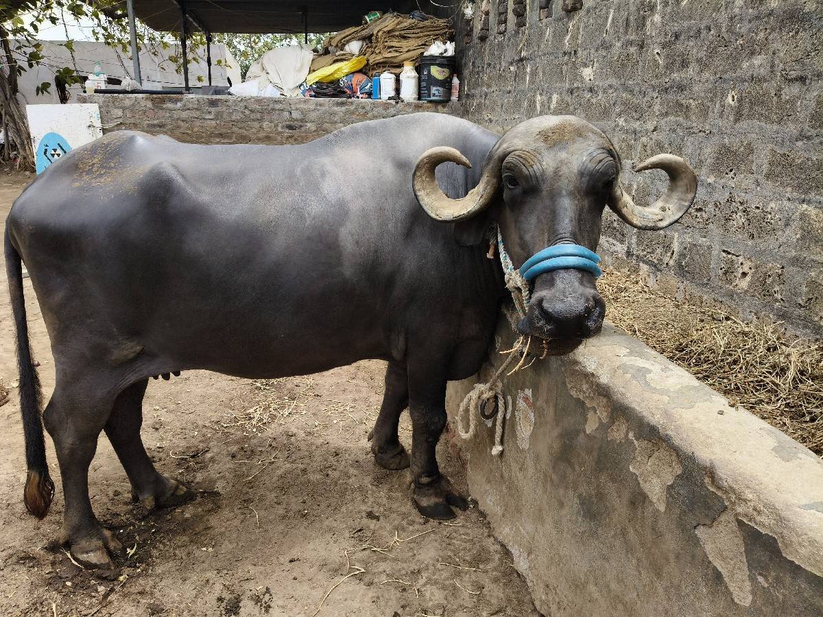 ભેંસ વેચવાની છે