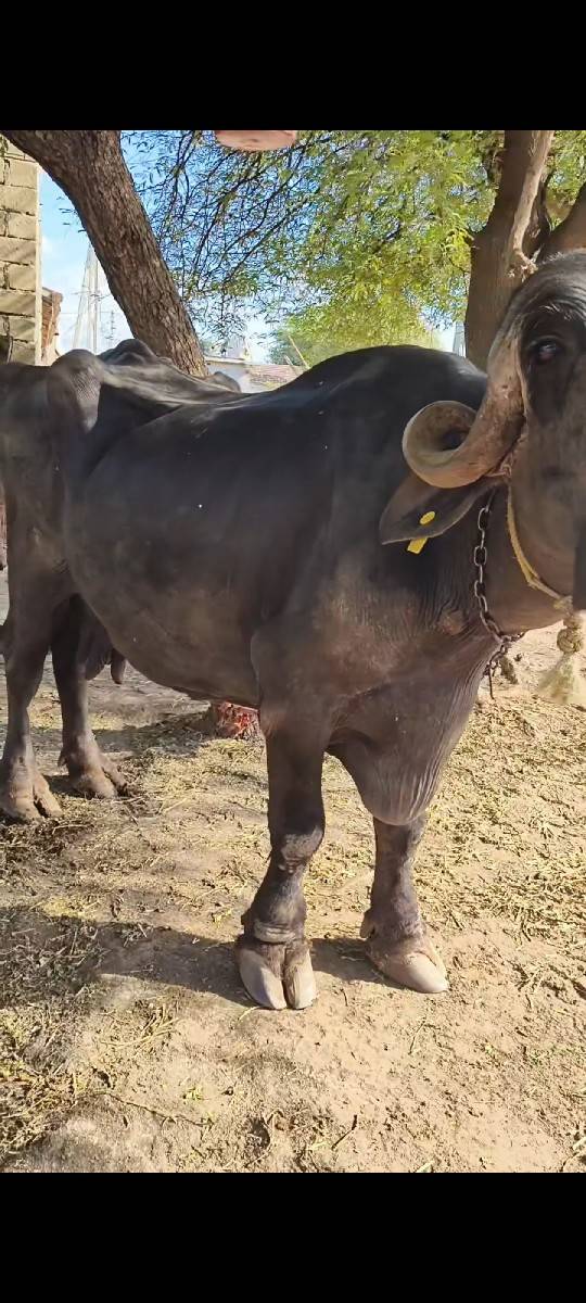 વેશવા ની સે 3 વેતર